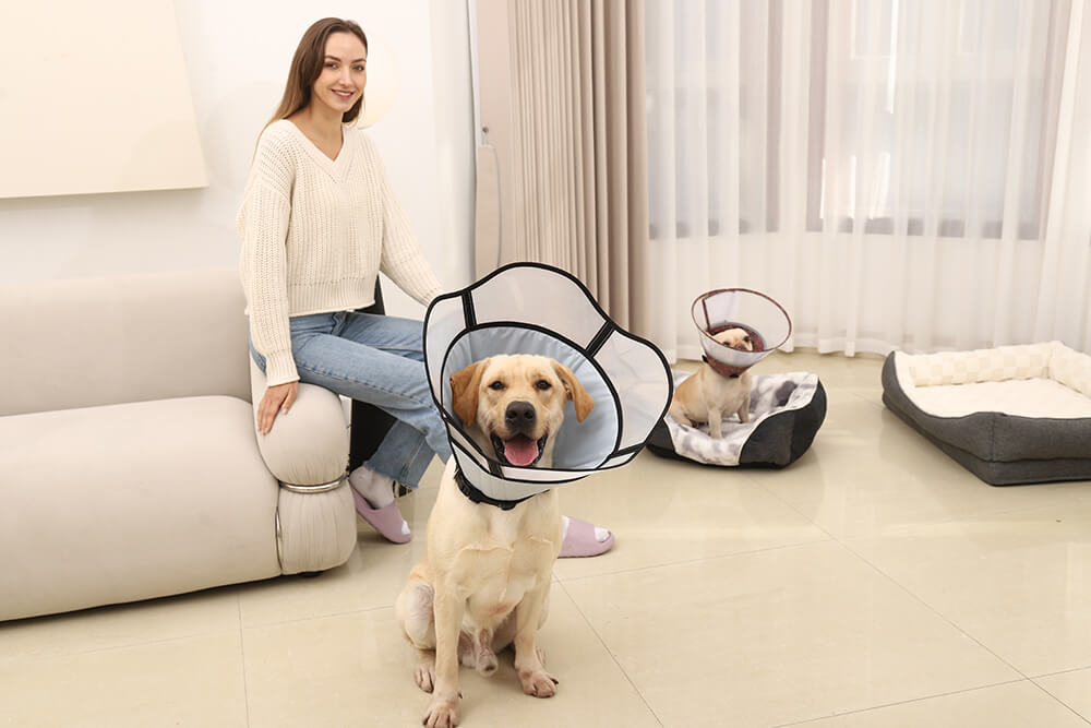 How to Choose an Elizabethan Collar-blog of supet