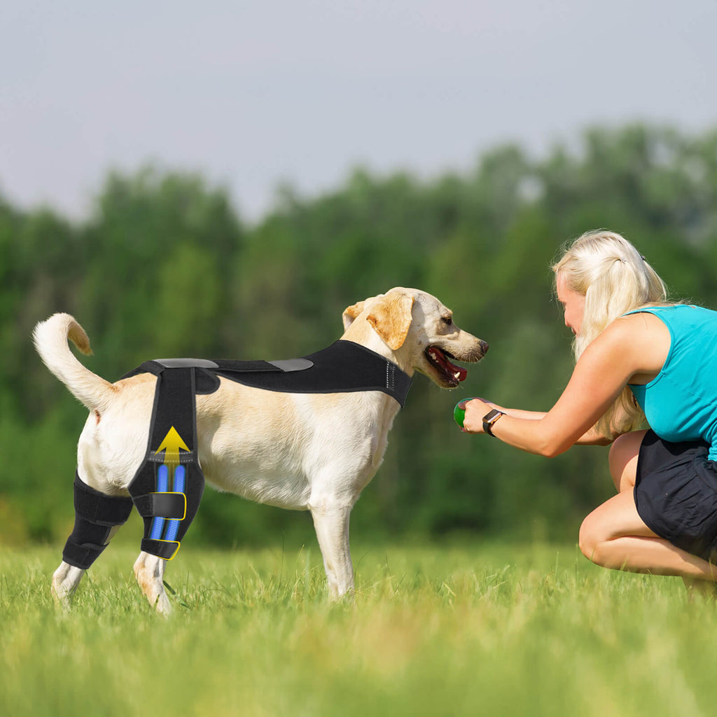 How to Prevent ACL Tears in Dogs-supet blog