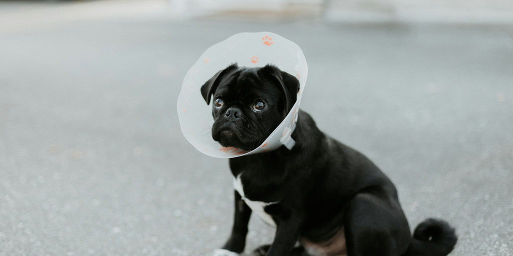 Ultimate Guide to Picking a Dog Recovery Cone