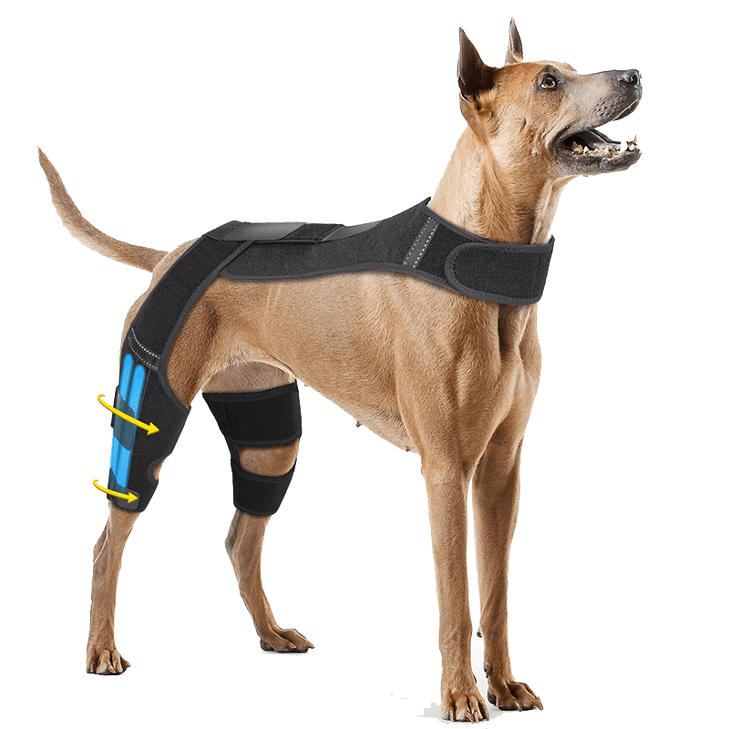 Dog Double Knee Brace-supet