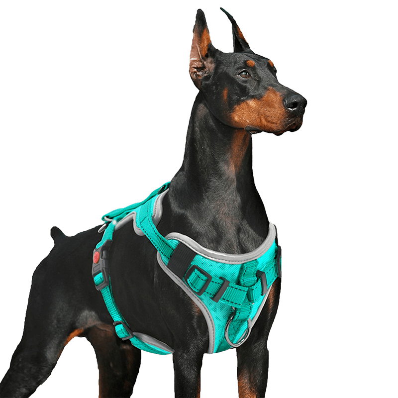 Dog Vest Harness_Turquoise-supet