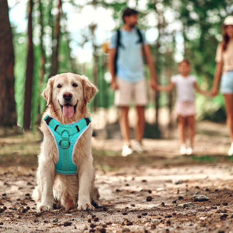 Dog Vest Harness-supet