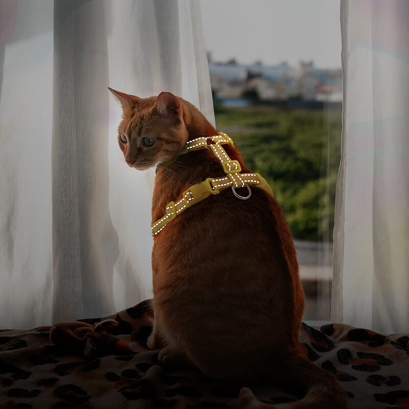 Cat Harness-supet