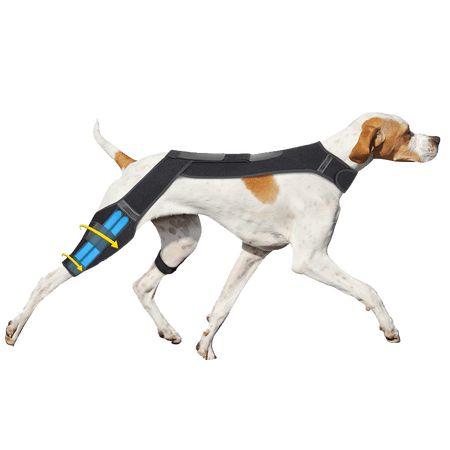 Dog Knee Brace-supet