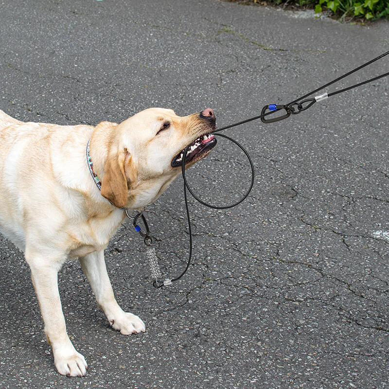 Dog Tie Out Cable-Supet