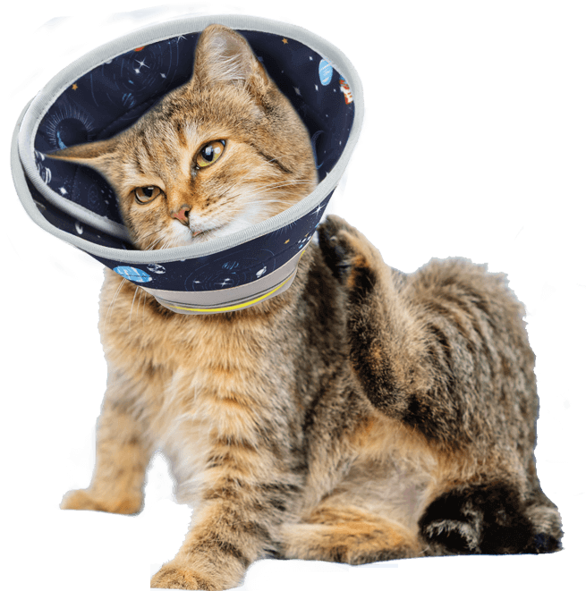 soft cat cone4-supet