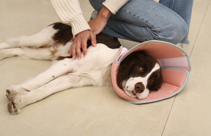 open soft dog cone-supet