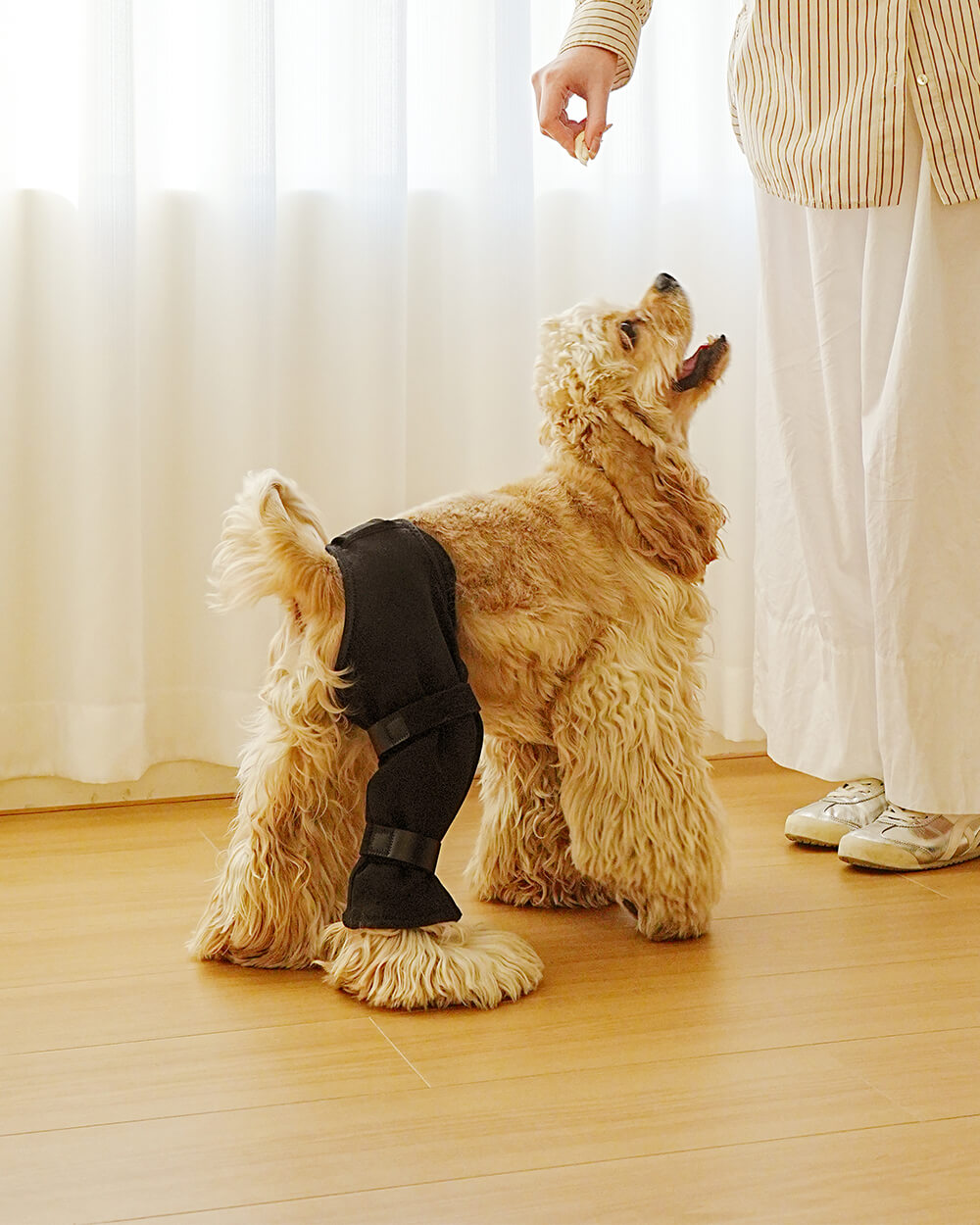 dog knee brace category-supet