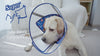 Soft Dog Cone Collar_video-supet