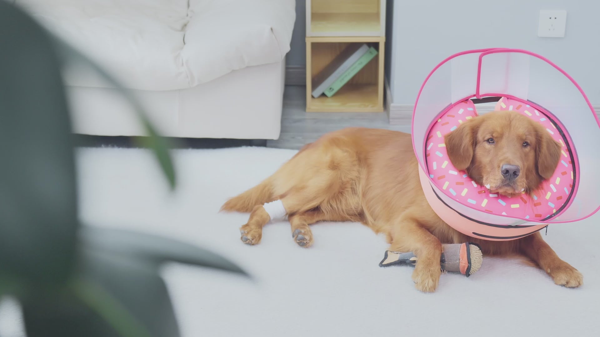 Raised Inflatable Dog Cone_video-Supet