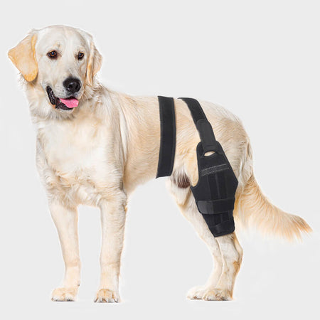 dog single knee brace-supet