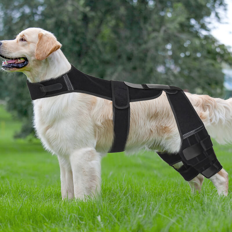 Supet Dog Double Knee Brace for Torn ACL Hind Legs